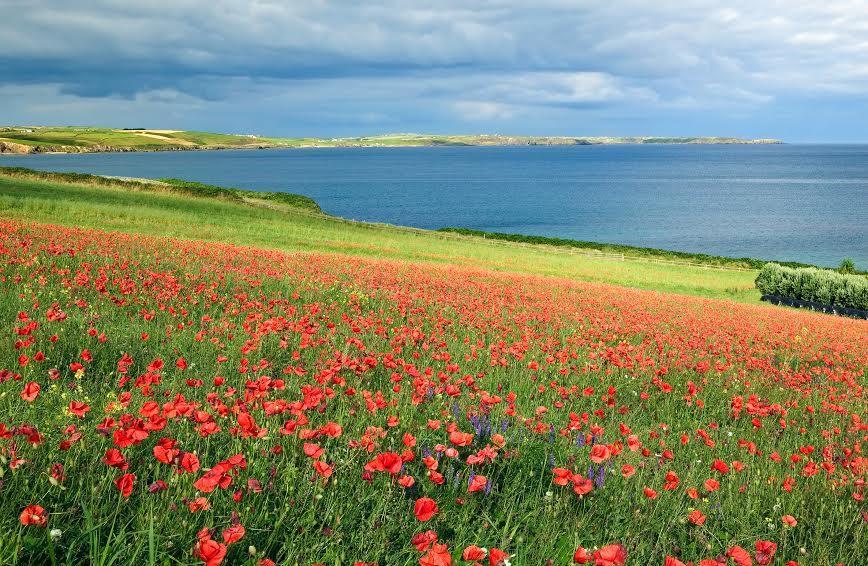 Courtmacsherry Hotel 외부 사진